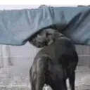 స్టికర్