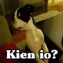 Límmiði