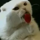 Stika