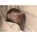 ملصق