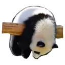 Adhesiu