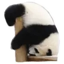 Adhesiu