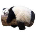 Adhesiu