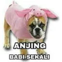 Stiker