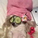 Figurinha