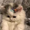 Figurinha