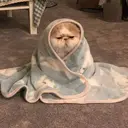 Figurinha