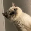 Figurinha