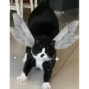 اسٹیکر