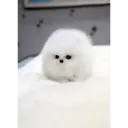 스티커