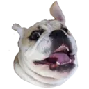 Samolepka