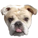Samolepka
