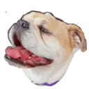Samolepka