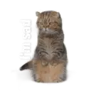 Límmiði