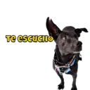 Nhãn dán