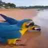 Figurinha